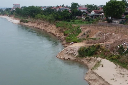 Sạt lở tại khu 13, xã Dân Quyền (huyện Tam Nông, Phú Thọ) đe dọa đến tài sản, tính mạng của người dân.