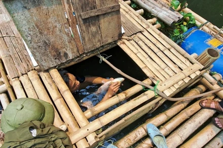 Kiểm tra cá nuôi trong lồng trên sông Mã bị chết.