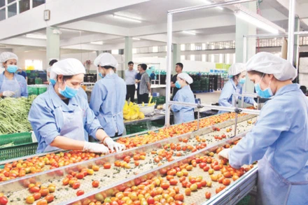 Lựa chọn, phân loại nông sản của các đơn vị liên kết sản xuất tại Công ty TNHH Sản xuất và Thương mại nông sản Phong Thúy (huyện Đức Trọng, Lâm Đồng).