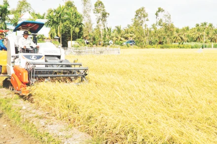 Nông dân tỉnh Sóc Trăng thu hoạch lúa hè thu.