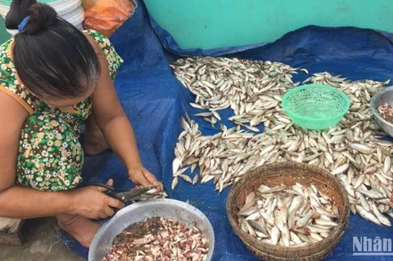 Cá linh đặc sản chỉ có trong mùa nước nổi