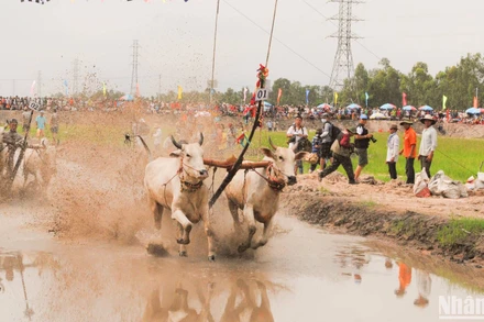 Đua bò là môn thể thao luôn hấp dẫn, kịch tính.