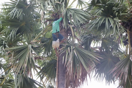 Nghề trèo cây thốt nốt rất nguy hiểm.