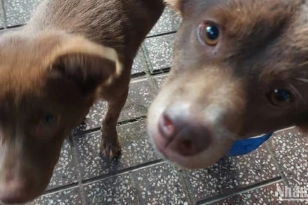 CDC tỉnh An Giang không còn huyết thanh kháng chó dại cắn.