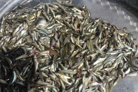 Cá linh non giá từ 180.000 đồng/kg trở lên.