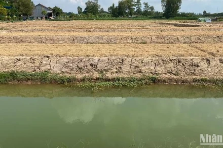 Một khu vực đất ruộng ở huyện Chợ Mới bị khai thác lớp đất ruộng trở thành vùng trũng.