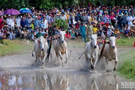 Hai đôi bò tranh tài quyết liệt.