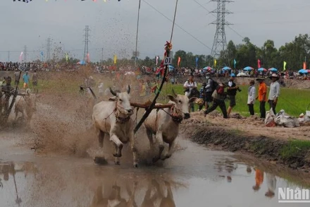 Hội đua bò Bảy Núi đặc sắc ở An Giang thu hút đông đảo người xem.