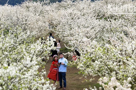 Trong dịp này, rất nhiều du khách từ khắp nơi đã đến với cao nguyên Mộc Châu để hòa mình trong sắc trắng tinh khôi của hoa mận. 