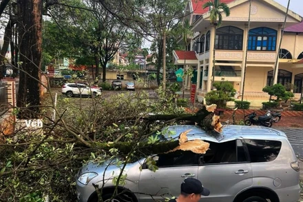 Tại thành phố Sơn La vẫn chưa có thống kê về thiệt hại, nhưng mưa to, gió lốc đã làm nhiều cây xanh đổ, gẫy, ảnh hưởng đến tài sản người dân. (Ảnh: Người dân cung cấp).