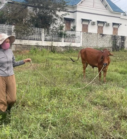Chị Nguyễn Thị Hà (46 tuổi, hộ cận nghèo, thôn Bình Nghĩa) vừa làm thuê quán nước, vừa chăm bò.
