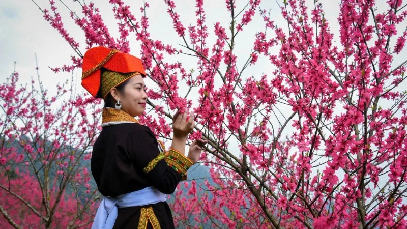 Lễ hội tôn vinh giá trị cây đào xứ Lạng - biểu tượng của mùa xuân, sức sống và nét đẹp văn hóa truyền thống miền biên viễn. (Ảnh: BTC)