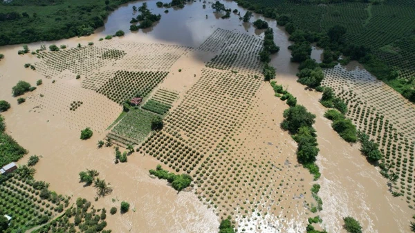 Nhiều diện tích thanh long bị ngập úng sâu.