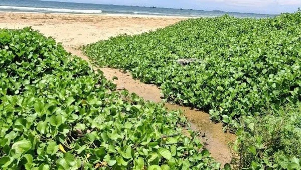 Nước thải khu du lịch Asteria có màu đen chảy ra biển.