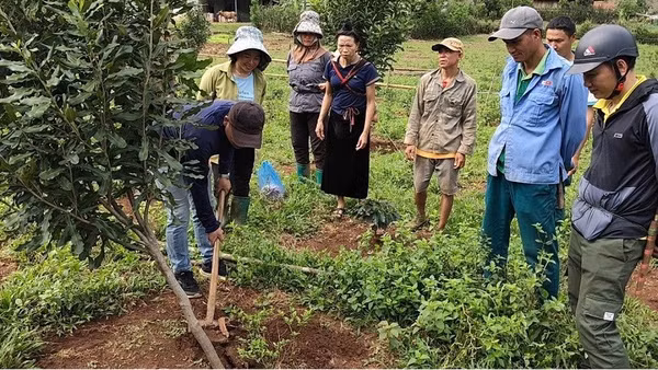 Cán bộ Trung tâm dịch vụ tổng hợp xã Pú Nhung hướng dẫn nông dân cách làm giá chống bảo vệ cây mắc-ca trong mùa giông bão.