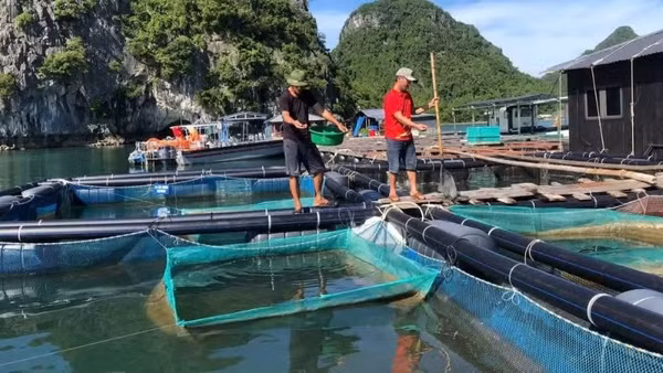Người dân tỉnh Quảng Ninh nuôi trồng thủy sản trên biển. (Ảnh: NGUYÊN PHÚC)