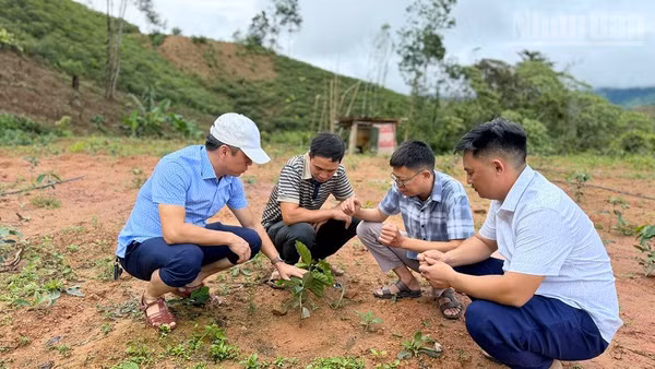 Đồng chí Nguyễn Tiến Thành (đầu tiên bên trái ảnh), Chủ tịch Ủy ban nhân dân xã Nậm Kè kiểm tra tiến độ sinh trưởng, quy trình chăm sóc cây cà-phê mới được trồng tại bản Pá Mỳ.