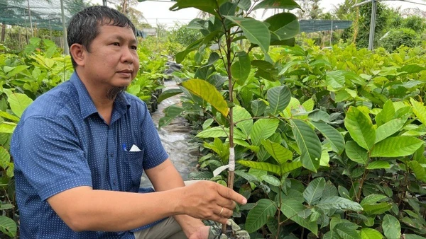 Người dân Chợ Lách sản xuất cây giống cung ứng thị trường trong cả nước. (Ảnh: HOÀNG TRUNG)