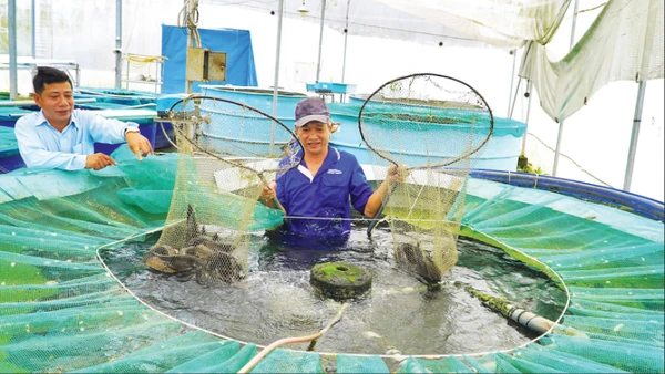 Mô hình trồng rau thủy canh kết hợp nuôi cá hữu cơ tại Công ty TNHH Nông sản Đồng Tháp AQUA, xã Lấp Vò, tỉnh Đồng Tháp.