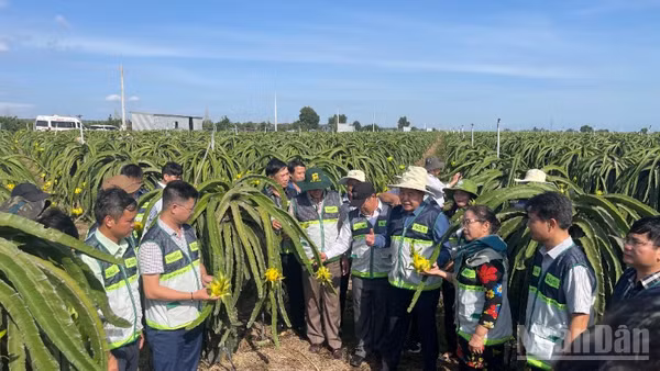 Trung tâm Khuyến nông tỉnh hướng dẫn nông dân sản xuất thanh long