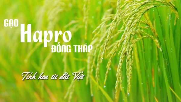 Gạo Hapro Đồng Tháp - Tinh hoa từ đất Việt