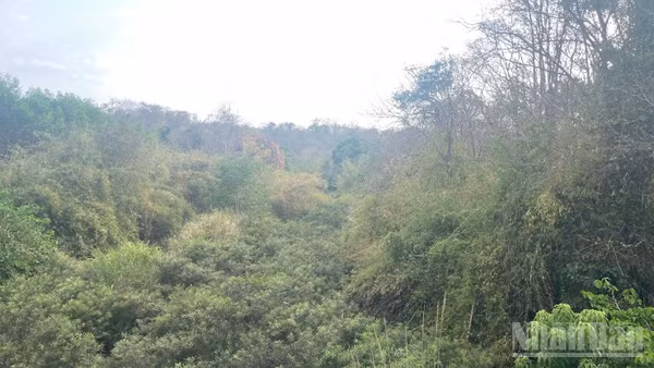 Các đơn vị tăng cường quản lý rừng.