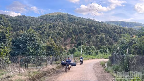 Lâm Đồng làm rõ số liệu diện tích rừng tự nhiên bị giảm hơn 17.700ha.