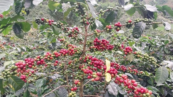 Đây là một trong số hơn 40 nghìn cây cà-phê chè ở xã Quài Tở vừa được công nhận cây đầu dòng giống cà-phê chè Catimor.