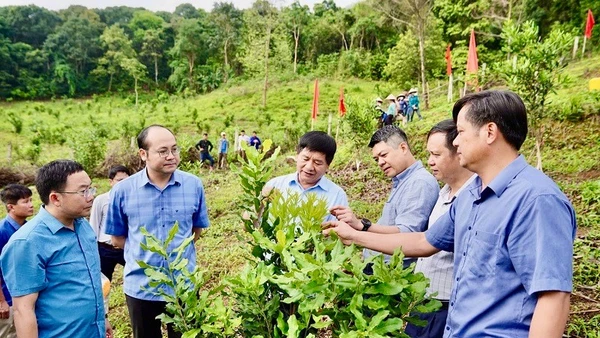 Xã Đăk Kôi Thu Hút Đầu Tư Phát Triển Du Lịch Cộng Đồng Các Đồng Chí Lãnh Đạo Tỉnh Điện Biên Thăm Mô Hình Trồng Cây Mắc-Ca Tại Xã Tuần Giáo, Tỉnh Điện Biên.