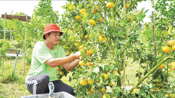 Nông dân Đồng Tháp chăm sóc cây quýt hồng