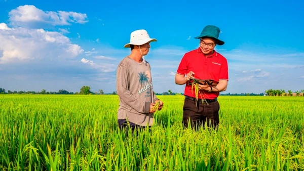 Agribank đẩy mạnh cho vay liên kết sản xuất, chế biến và tiêu thụ sản phẩm lúa gạo chất lượng cao và phát thải thấp vùng Đồng bằng sông Cửu Long. (Ảnh: HƯƠNG ANH)