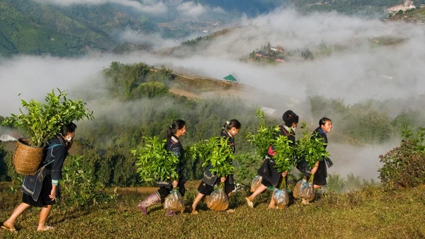 Mùa xuân là Tết trồng cây.