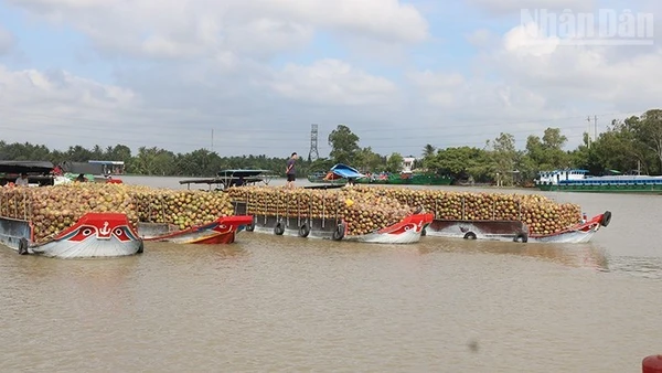 Dừa trái được chở về các cơ sở chế biến dừa tại xã Nhị Long, tỉnh Vĩnh Long. (Ảnh: MINH KHỞI)