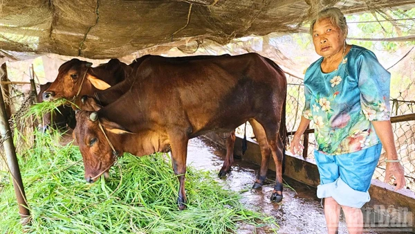 Bà Võ Thị Xuân thuộc diện hộ nghèo, được ngân hàng hỗ trợ vay vốn và địa phương hỗ trợ con giống. 