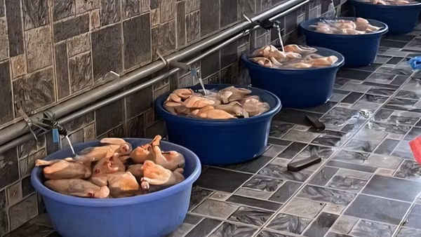 Đây là số gà đang được Hợp tác xã rã đông bằng cách ngâm nước trước khi vận chuyển về các trường học.