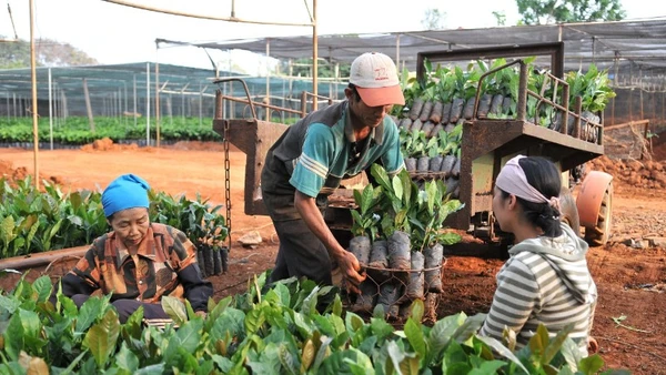 Người dân phường Tân Lập, tỉnh Đắk Lắk, chọn giống để phát triển vùng trồng cà-phê. (Ảnh: NGUYỄN ĐĂNG)