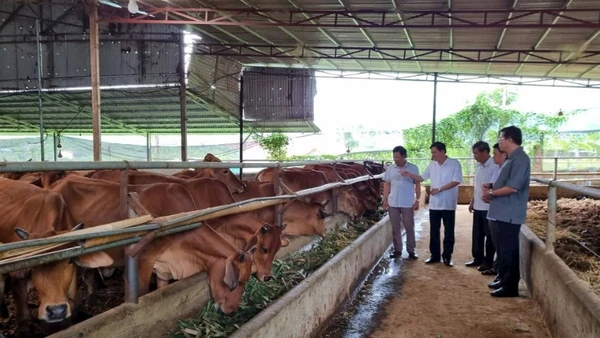 Hợp tác xã Toàn Phát (Sơn La) nuôi hàng trăm con bò nhưng vẫn không gây mùi hôi từ chất thải nhờ đệm lót sinh học. (Ảnh: TUỆ LINH)