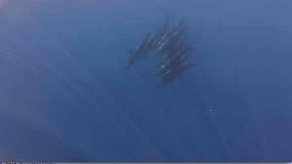 Đàn cá voi bơi lội dưới biển Phú Quý.