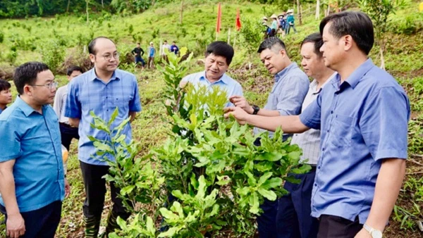 Đồng chí Lê Thành Đô (người thứ tư từ phải sang), Chủ tịch Ủy ban nhân dân tỉnh Điện Biên, thăm mô hình trồng xen cây cà-phê với mắc-ca của người dân xã Quài Nưa, huyện Tuần Giáo. (Ảnh: HÙNG TRÁNG)