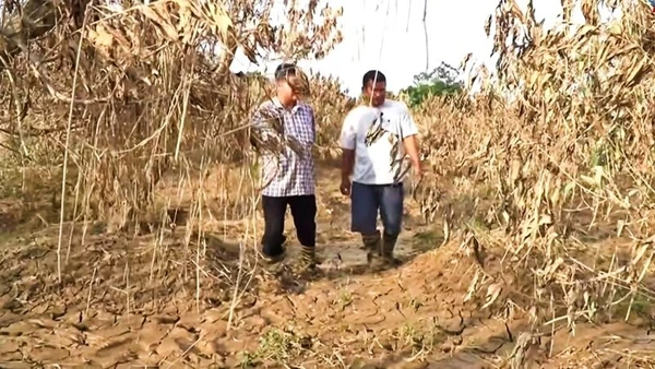 Vùng đào Cam Giá thiệt hại rất lớn sau lũ lụt lịch sử do bão số 11 gây ra.