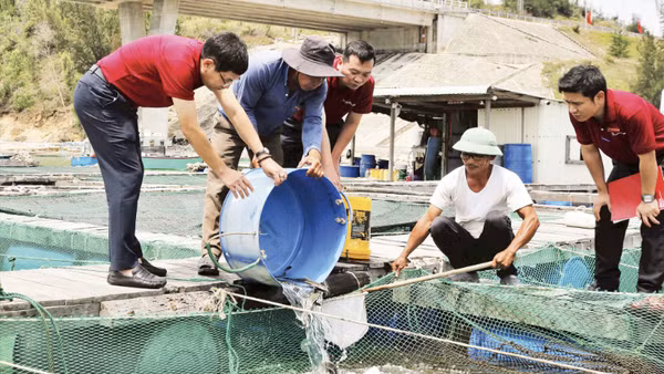 Ông Trần Văn Lẹ (áo trắng) ở xã Đề Gi, tỉnh Gia Lai phục hồi sản xuất nhờ nguồn vốn ngân hàng. (Ảnh: HỒNG ANH)