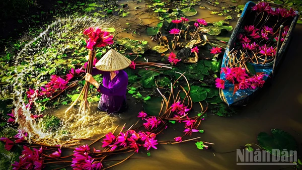 Mùa hoa súng nở rộ.