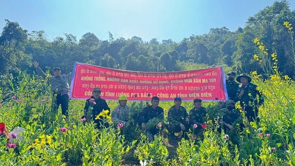 Các lực lượng phối hợp phá nhổ cây thuốc phiện do người dân lén lút gieo trồng trên khu vực giáp biên giới. (Ảnh: THU TRANG)