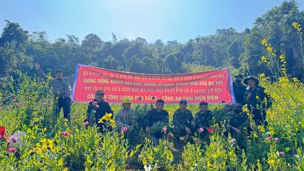 Các lực lượng phối hợp phá nhổ cây thuốc phiện do người dân lén lút gieo trồng trên khu vực giáp biên giới. (Ảnh: THU TRANG)