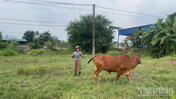 Chị Nguyễn Thị Hà (46 tuổi) không có đất làm chuồng nuôi bò, nên đã buộc bò vào một bãi đất trống gần chỗ làm thuê.