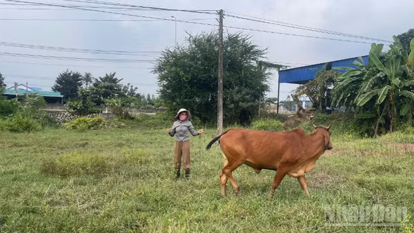 Chị Nguyễn Thị Hà (46 tuổi) không có đất làm chuồng nuôi bò, nên đã buộc bò vào một bãi đất trống gần chỗ làm thuê.