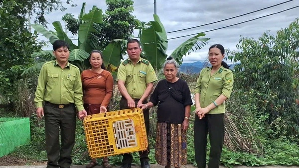 Lực lượng kiểm lâm xã Thanh An cùng nhân dân bản Yên Cang 2 đã vây bắt cá thể khỉ mặt đỏ thường xuyên quấy phá, phá hoại hoa màu của nhân dân.