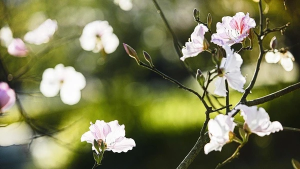 Hoa ban - loài hoa 5 cánh, trắng muốt, mỏng manh - là biểu trưng của núi rừng Điện Biên, Tây Bắc... 