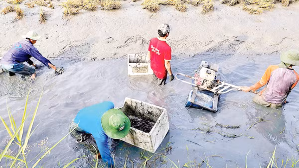 Nông dân Ấp 6 La Cua (xã Biển Bạch, tỉnh Cà Mau) thu hoạch tôm càng xanh được nuôi xen canh trên cánh đồng lúa-tôm hữu cơ.