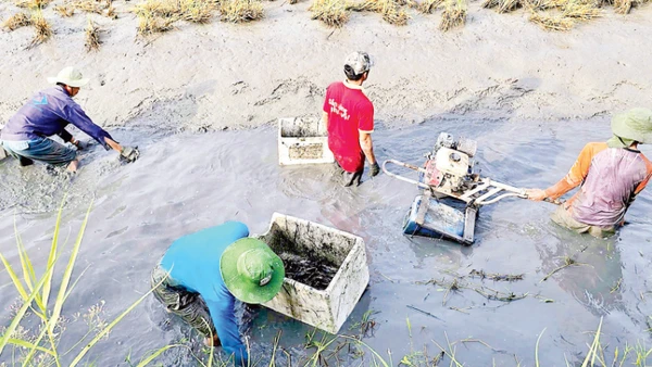 Nông dân Ấp 6 La Cua (xã Biển Bạch, tỉnh Cà Mau) thu hoạch tôm càng xanh được nuôi xen canh trên cánh đồng lúa-tôm hữu cơ.